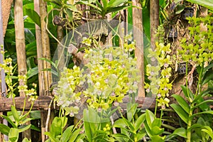 Beautiful yellow orchids in garden