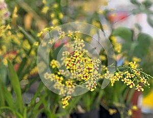 Beautiful yellow orchids in pots (Oncidium)