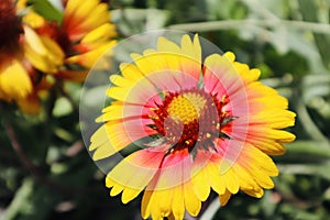 Beautiful yellow organge and red blooming wild flower