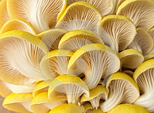 Beautiful Yellow Oyster mushrooms photo