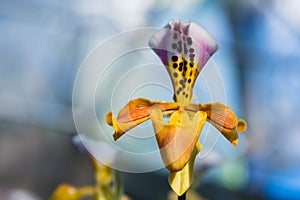 Beautiful yellow Paphiopedilum Exul orchid flower or lady slipper orchid at tropical flower natural fresh for wallpaper and