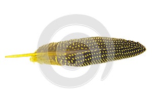 Beautiful yellow parrot feather isolated on white background