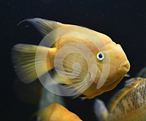 Beautiful yellow parrot fish swimming in aquarium