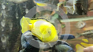A beautiful Yellow Peacock cichlid swims gracefully through the tank, its stunning yellow body and blue-green stripes illuminated