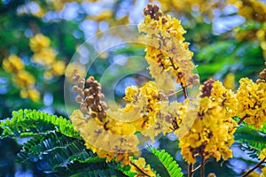 Beautiful yellow Peltophorum pterocarpum flowers on tree, common