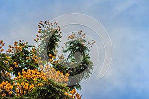 Beautiful yellow Peltophorum pterocarpum flowers on tree, common