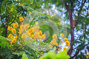 Beautiful yellow Peltophorum pterocarpum flowers on tree, common