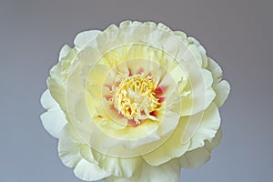 Beautiful yellow peony flower in full bloom against gray background.