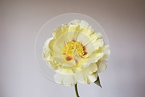 Beautiful yellow peony flower in full bloom against gray background.