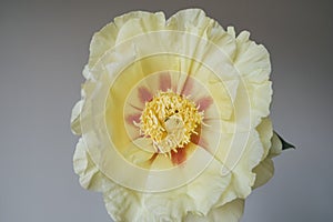 Beautiful yellow peony flower in full bloom, close up.