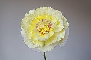 Beautiful yellow peony flower in full bloom, close up.