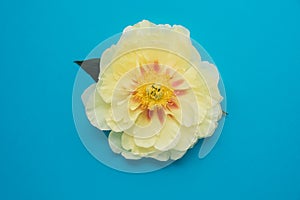 Beautiful yellow peony flower in full bloom on light blue background.