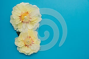Beautiful yellow peony flowers in full bloom on light blue background.