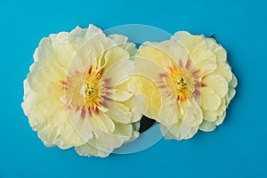 Beautiful yellow peony flowers in full bloom on light blue background.
