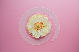 Beautiful yellow peony in full bloom on pink background.