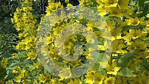 Beautiful Yellow Perennial Flowers Of Lysimachia Punctata Grow In Summer Garden