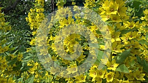 Beautiful Yellow Perennial Flowers Of Lysimachia Punctata Grow In Summer Garden