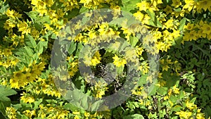 Beautiful Yellow Perennial Flowers Of Lysimachia Punctata Grow In Summer Garden