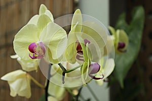 Beautiful yellow phalaenopsis flowers in the garden on sunny day