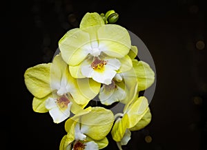 Beautiful yellow Phalaenopsis or Moth dendrobium Orchid Biglip flower in winter in home on black golden bokeh background. Floral