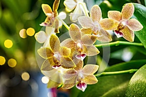 Beautiful yellow Phalaenopsis or Moth dendrobium Orchid flower in winter in home window tropical garden. Floral nature background
