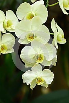 Beautiful yellow Phalaenopsis orchid flower