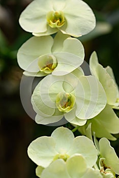 Beautiful yellow Phalaenopsis orchid flower