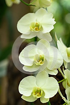 Beautiful yellow Phalaenopsis orchid flower