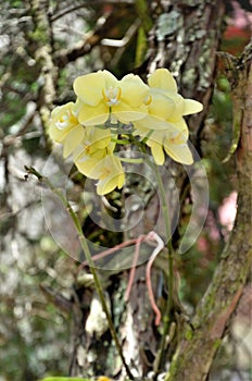 Beautiful yellow phalaenopsis orchid on the tree trunk photo