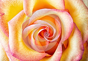 Beautiful yellow-pink rose