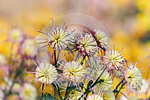 Beautiful yellow-pink star-shaped chrysanthemums