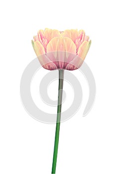 Beautiful yellow and pink tulip flower isolated on white for design greeting card decor