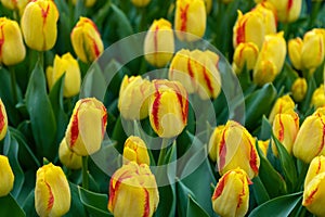 Beautiful yellow and pink tulip flowers in spring garden