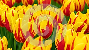 Beautiful yellow and pink tulip flowers in spring garden.