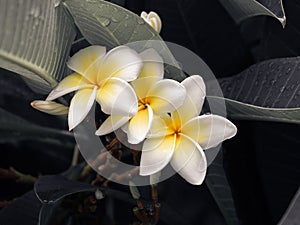 Beautiful yellow plumeria flowers