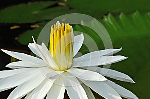 Beautiful yellow pollens of white water lily flower