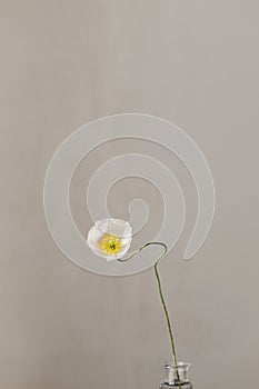 Beautiful yellow poppy on rustic background. Floral moody wallpaper. Summer flower close up, minimal still life.