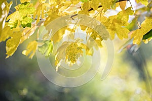 Beautiful yellow pore leaf of Acer Palmatum, usually known as Japanese maple, palm apple or smooth Japanese maple.