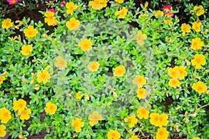 Beautiful yellow portulaca oleracea flowers, also known as common purslane, verdolaga, little hogweed, red root, or pursley.