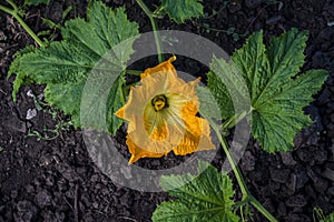 Beautiful yellow pumpkin flower Squash garden backyard field soil, Zucchini or courgette, Agriculture concept ingredient leaves