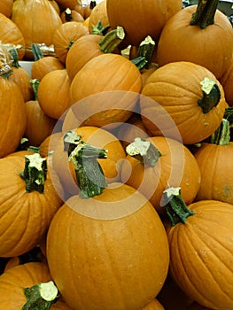 Beautiful yellow pumpkins - Halloween photo