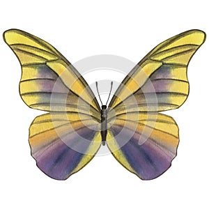 Beautiful yellow purple butterfly. Hand-drawn watercolor illustration isolated on white background. Can be used for card