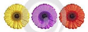 Beautiful yellow, purple and red Gerbera flower blossom in circle isolated on white