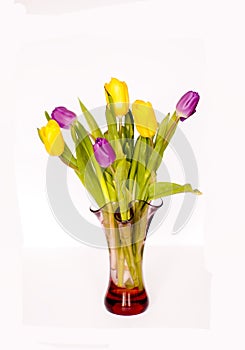 Beautiful yellow and purple tulip flowers in a glass vase on white background.