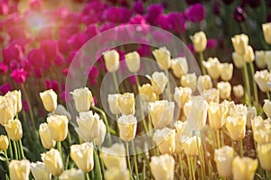 Beautiful yellow and purple tulips in a flowerbed with sunlight.