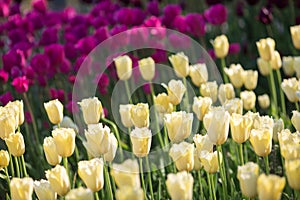 Beautiful yellow and purple tulips in a flowerbed with sunlight.