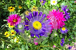 Beautiful yellow-purple and violet flower in the garden photo