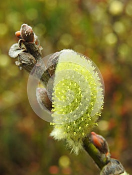 Yellow blooming willow, Lithuania