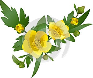 Beautiful yellow ranunculus flowers in a triangular border on a white background,