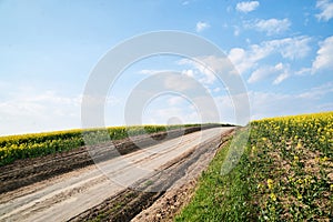 Beautiful yellow rapeseed field landscape with dirt road. Countryside village rural natural background . Green and yellow plants